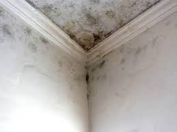 Mold Documentation for Insurance Claims in Simi Valley, CA